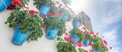 A white wall with multiple blue planters containing red flowers.