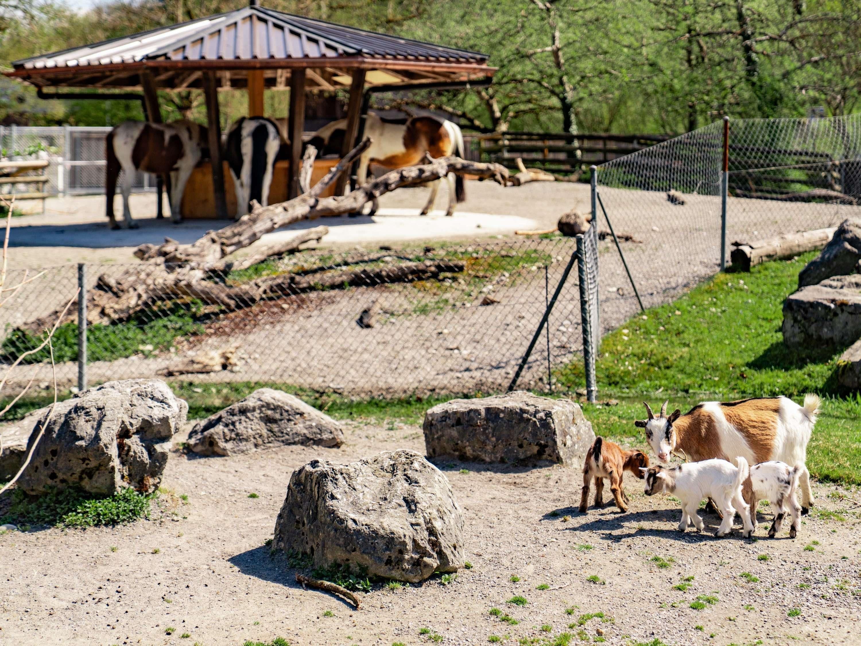 A zoo enclosure with a shelter, rocks, and a fence.