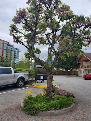 Guests can park near the building, surrounded by a tree with a sign indicating restricted parking.