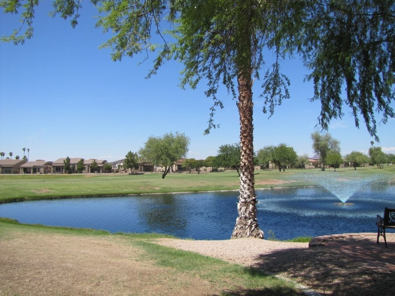 A serene park with a pond, a palm tree, and a bench.