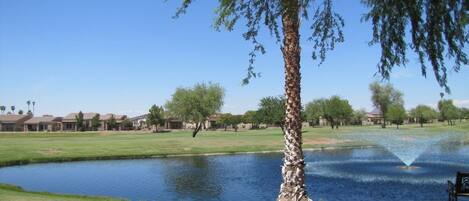 A serene park with a pond, a palm tree, and a bench.