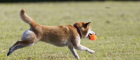 A dog running in a grassy field.