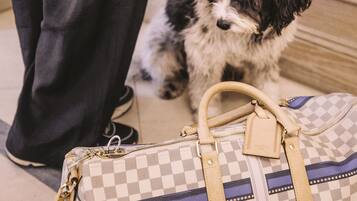 A person holding a key and a dog sitting next to a checkered bag.