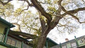 Ein großer Baum vor einem Gebäude mit grünen Balkonen.