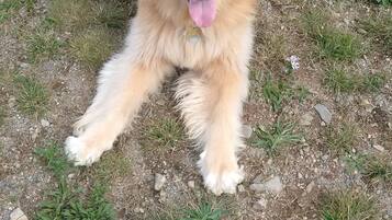 A golden retriever lying on grass next to a soccer ball.