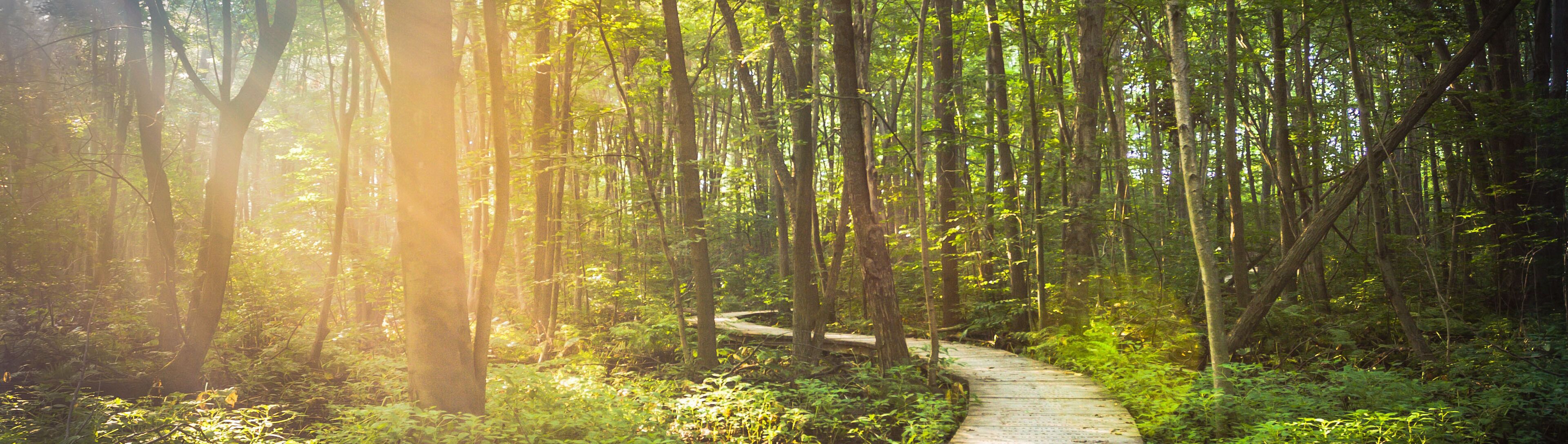 A forest path surrounded by tall trees.