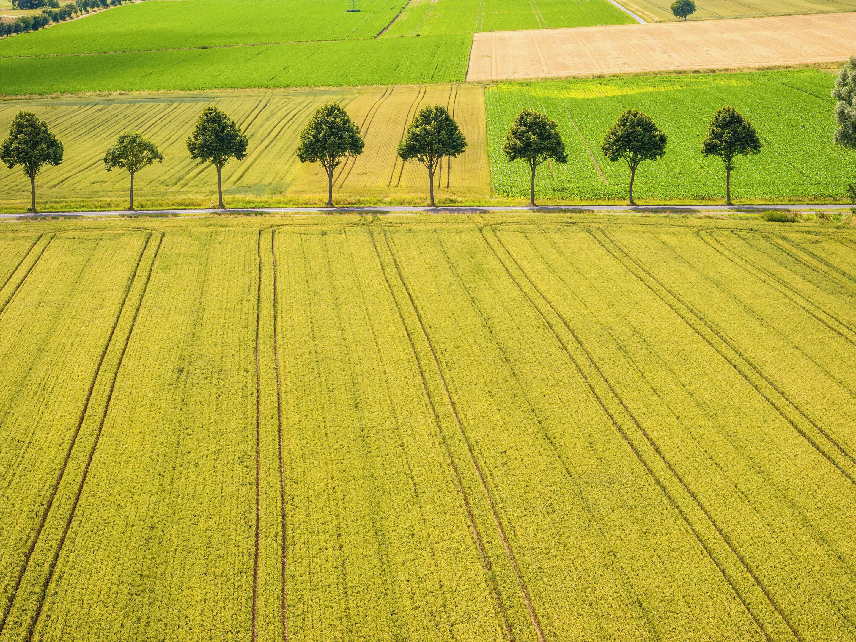 An aerial view of a large agricultural field with rows of crops and a line of trees along a road.