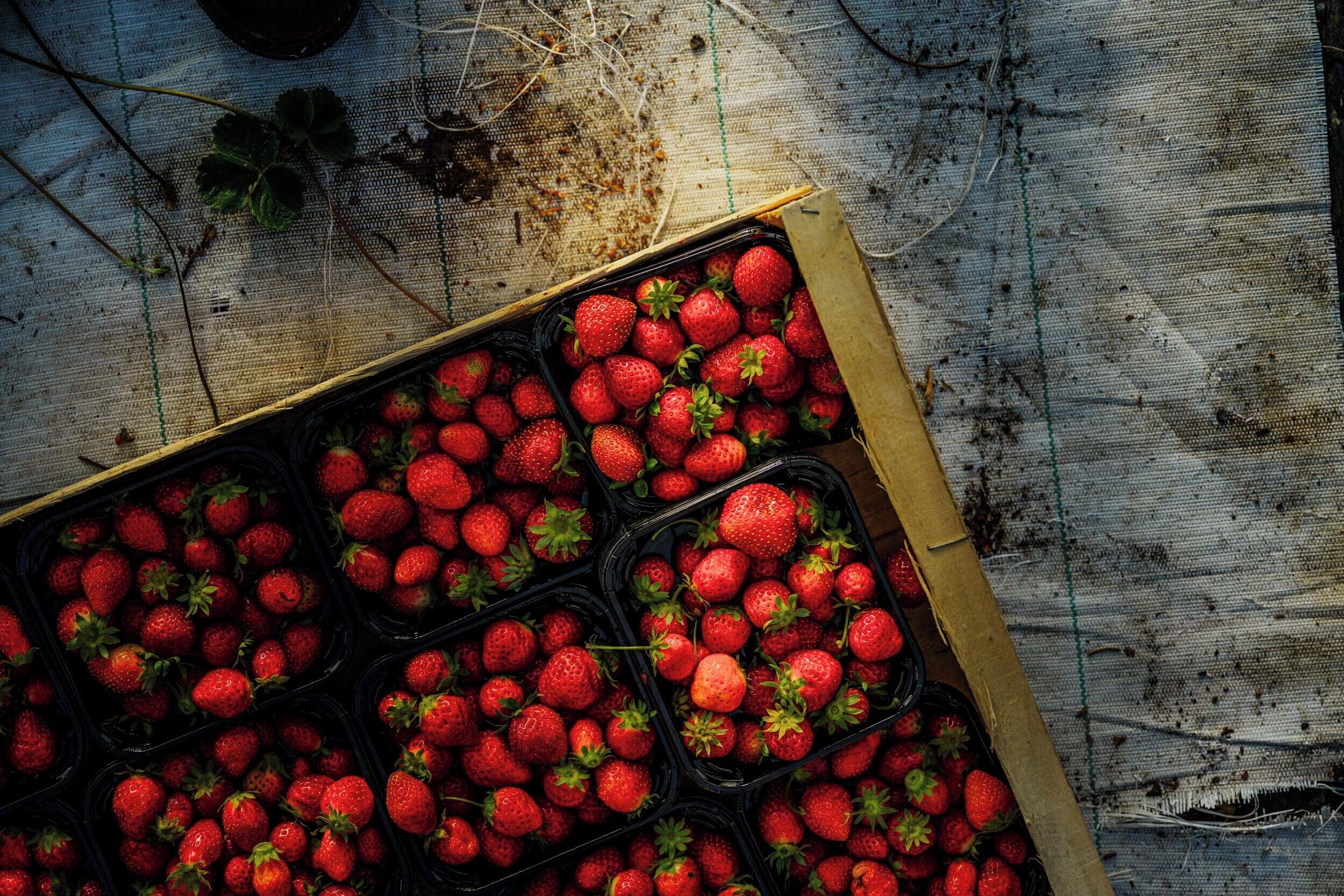 Una bandeja de fresas sobre una superficie con textura.