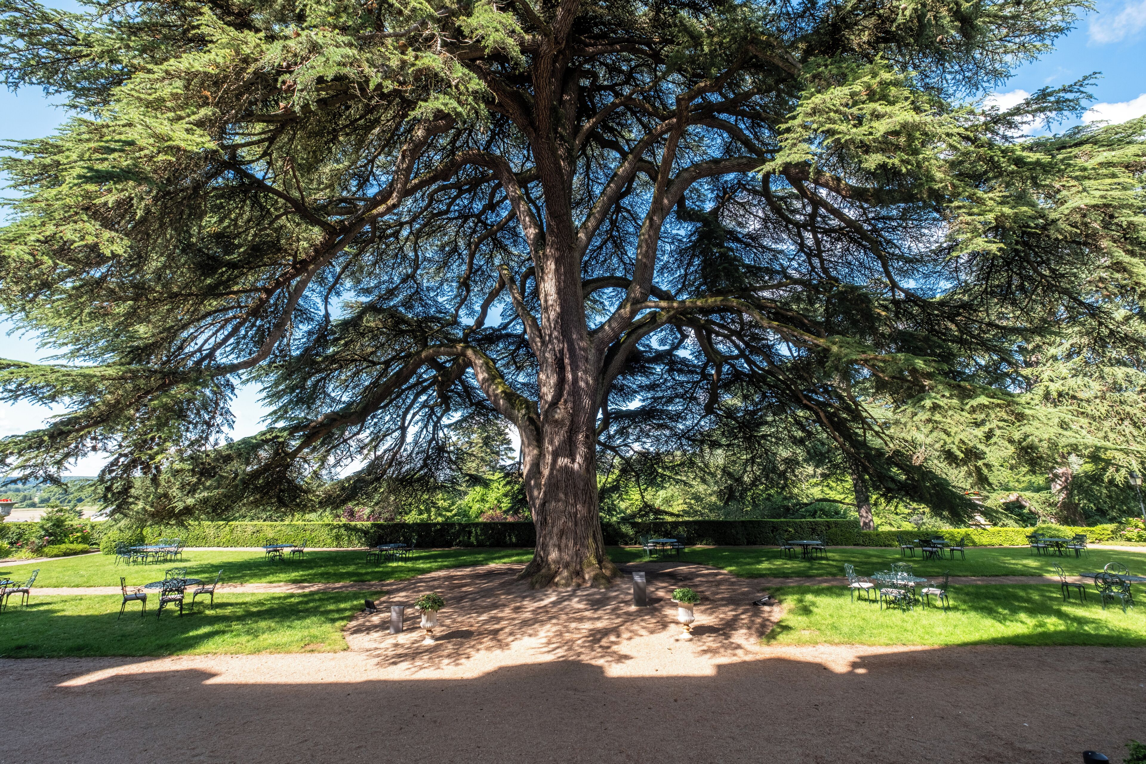 Ein großer Baum in einem Park mit Picknicktischen und Bänken darum.