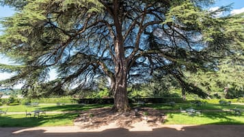 Ein großer Baum in einem Park mit Picknicktischen und Bänken darum.