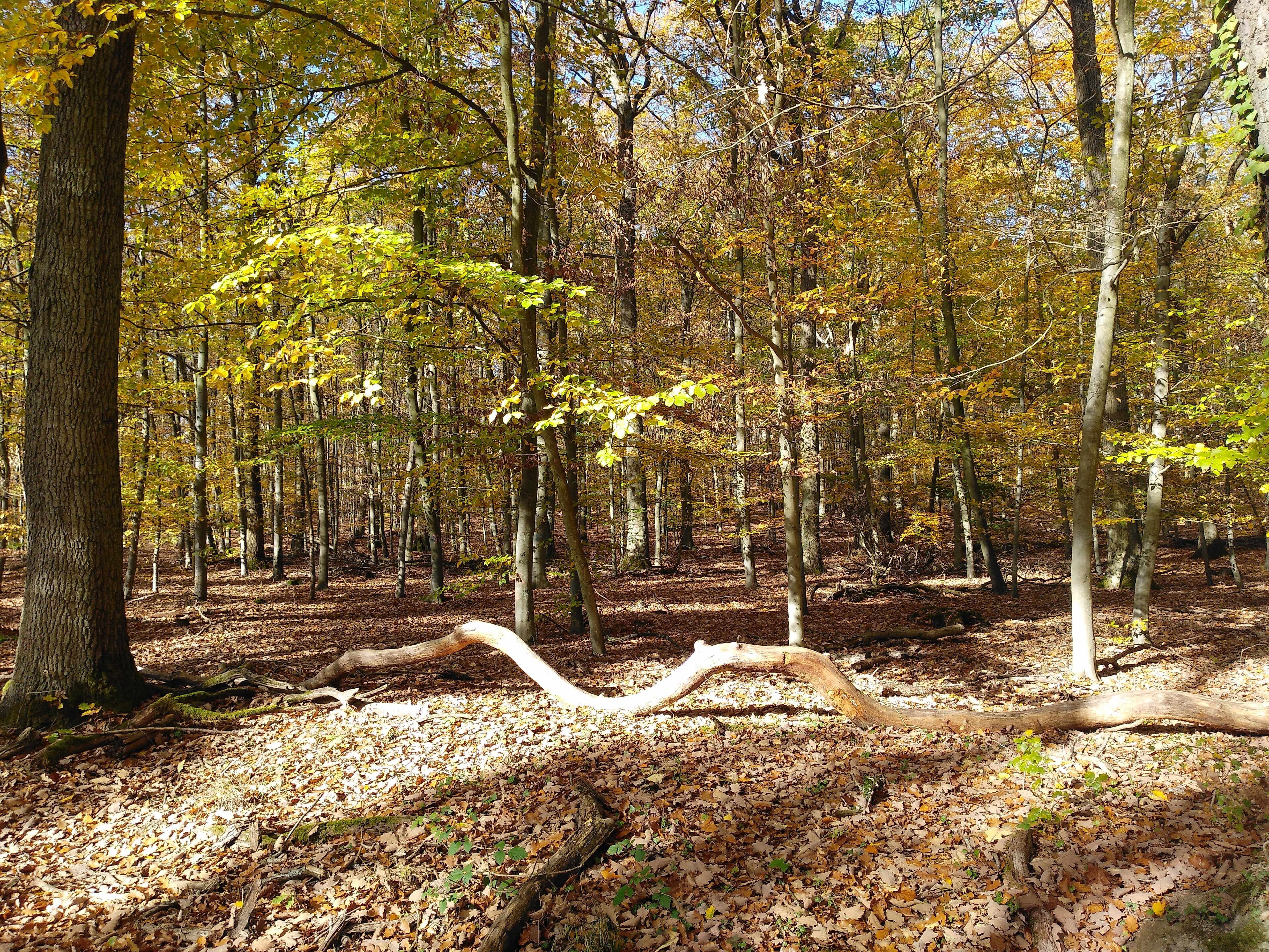Un bosque con un árbol caído en el centro, rodeado de árboles con hojas amarillas.