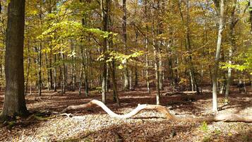 Un bosque con un árbol caído en el centro, rodeado de árboles con hojas amarillas.