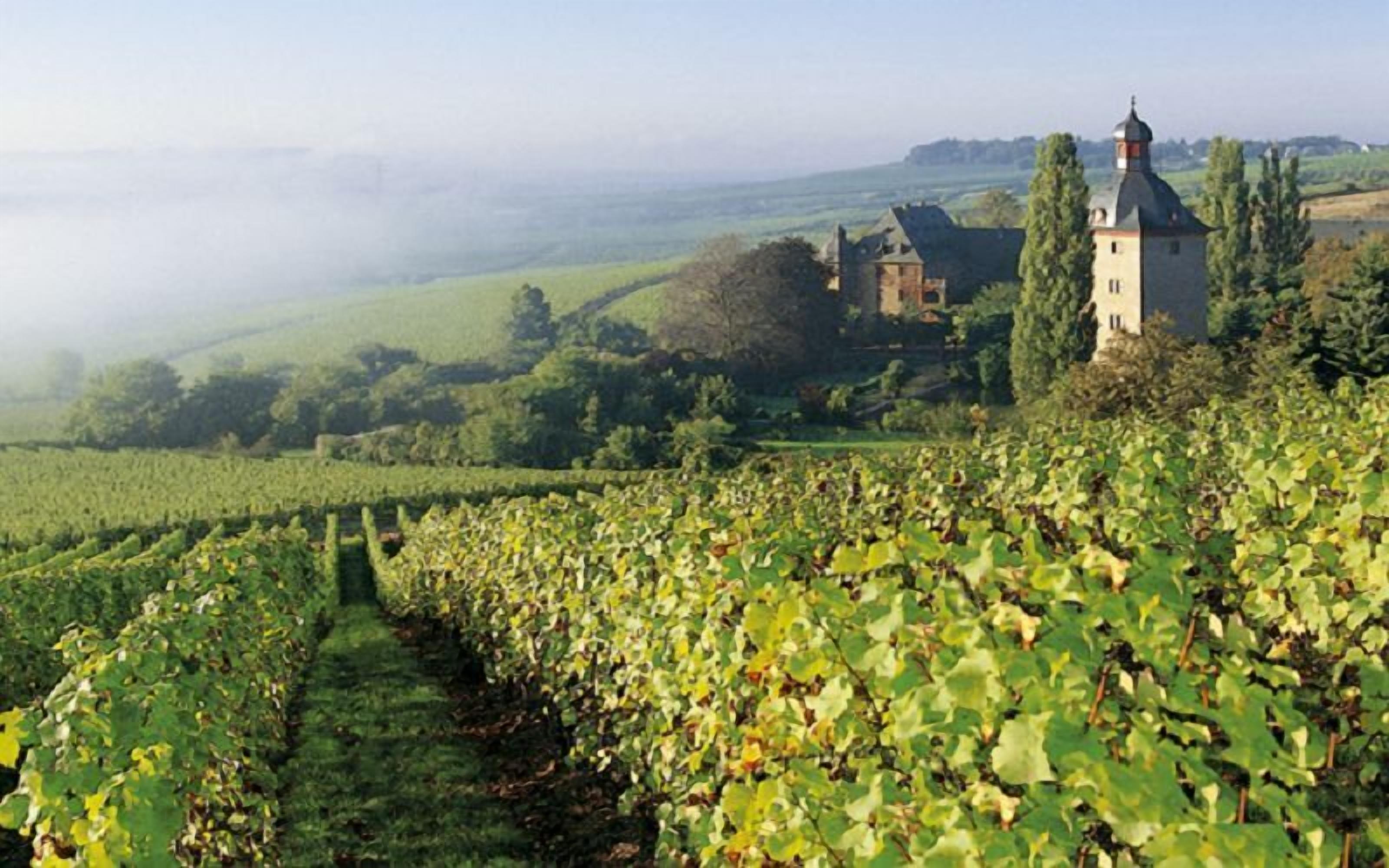 A vineyard with rows of grapevines and a historic building with a tower in the background.