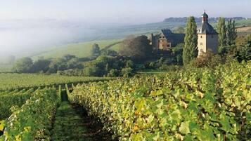 A vineyard with rows of grapevines and a historic building with a tower in the background.