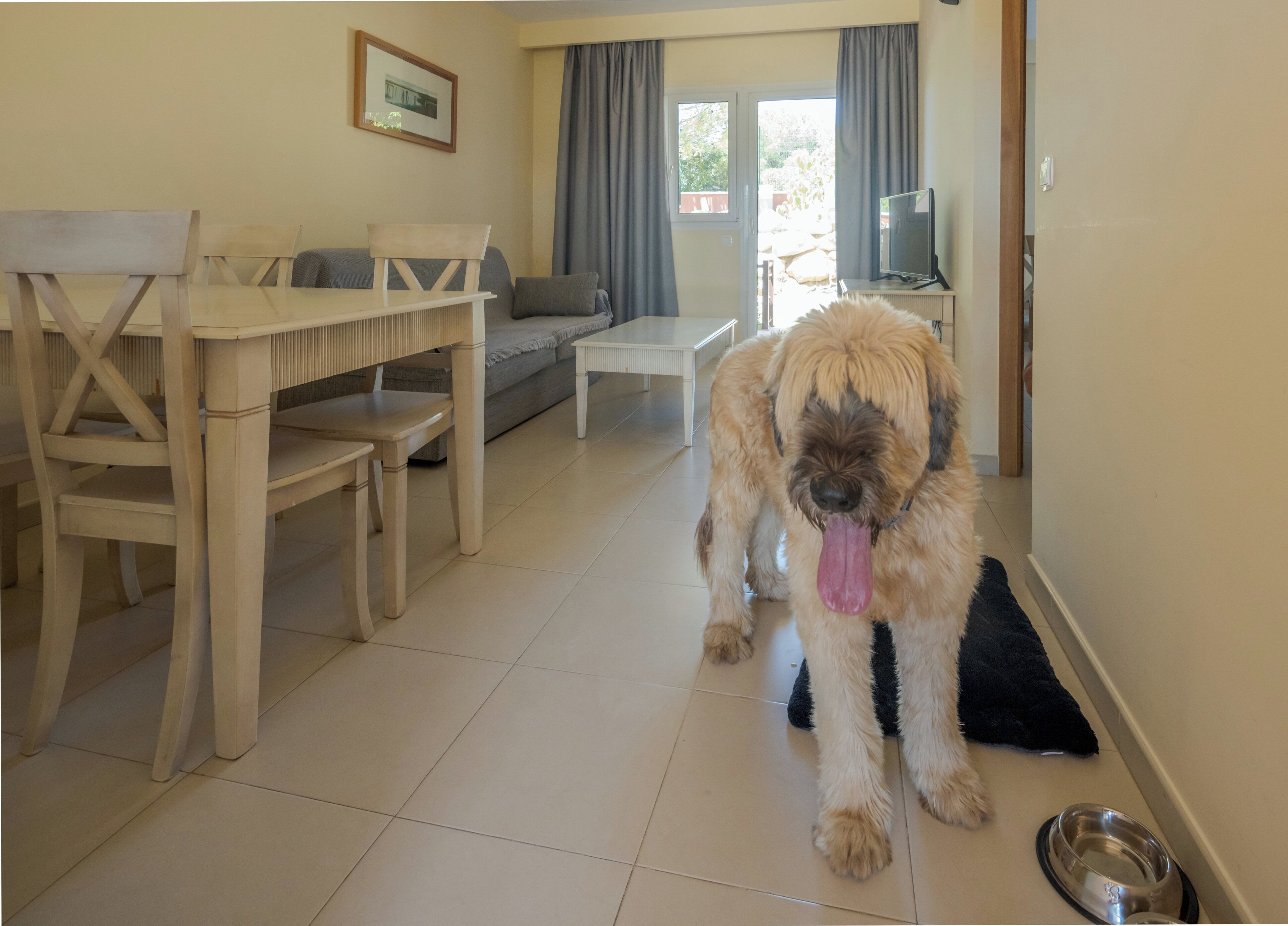 Ein Hund in einem Raum mit Esstisch, Sofa und Fernseher auf einem Schrank.