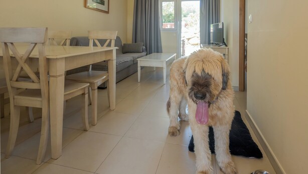 Un chien se trouve dans une pièce où il y a une table à manger, un canapé et un téléviseur posé sur un meuble.