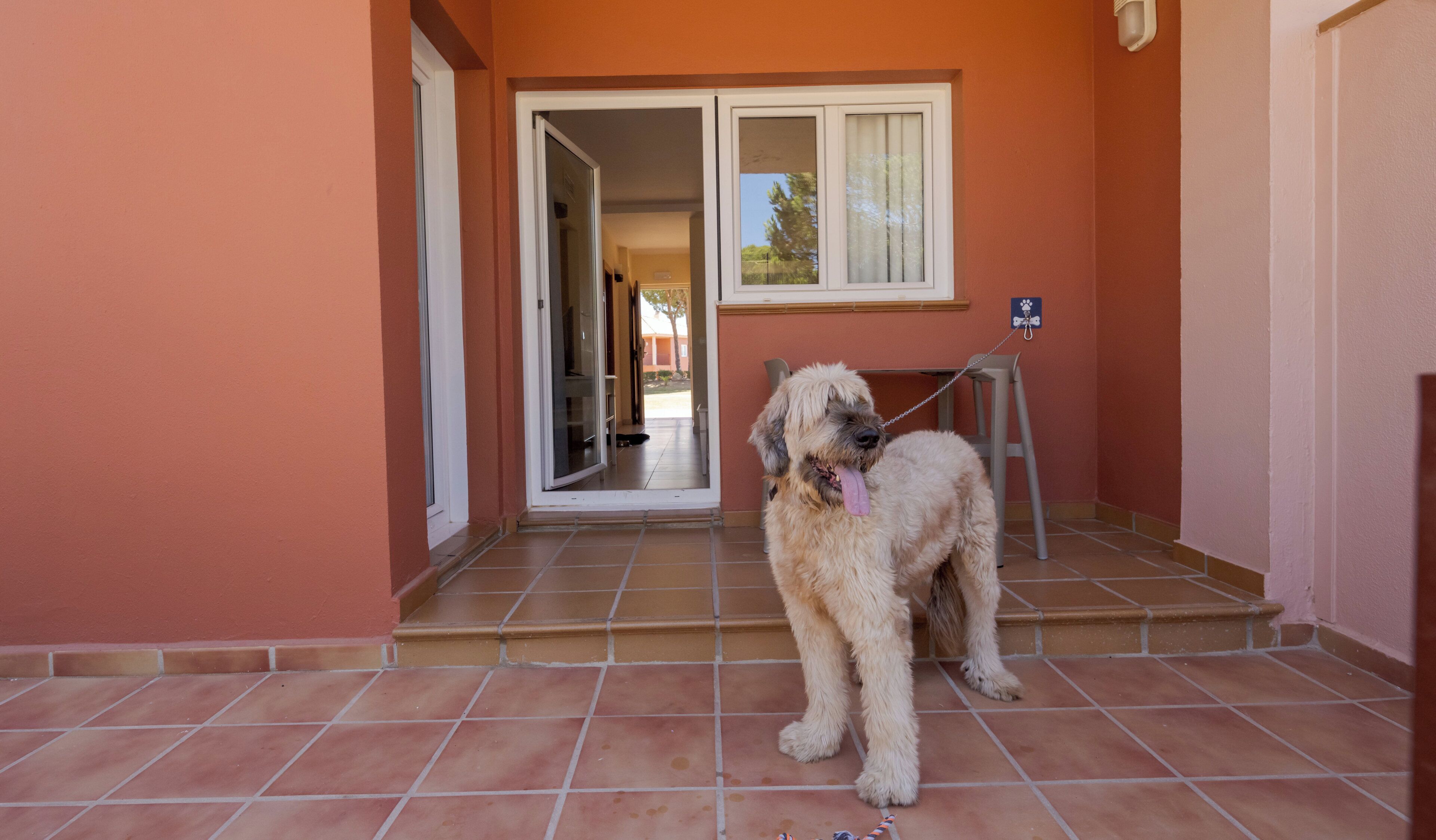 A dog standing on a tiled porch with a door leading to an interior space.