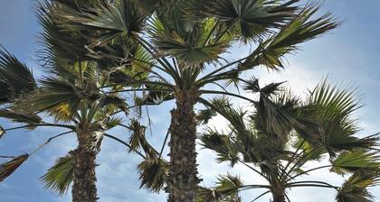 Sol Puerto De La Cruz Tenerife