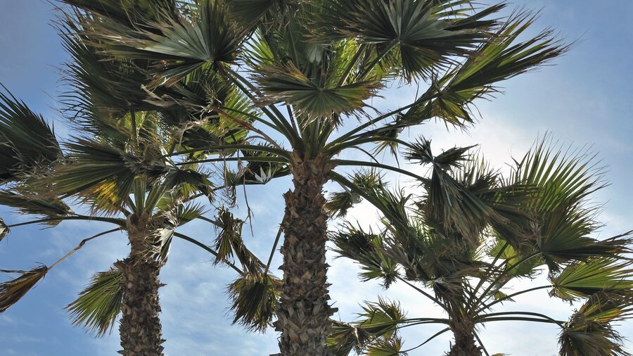 Sol Puerto De La Cruz Tenerife