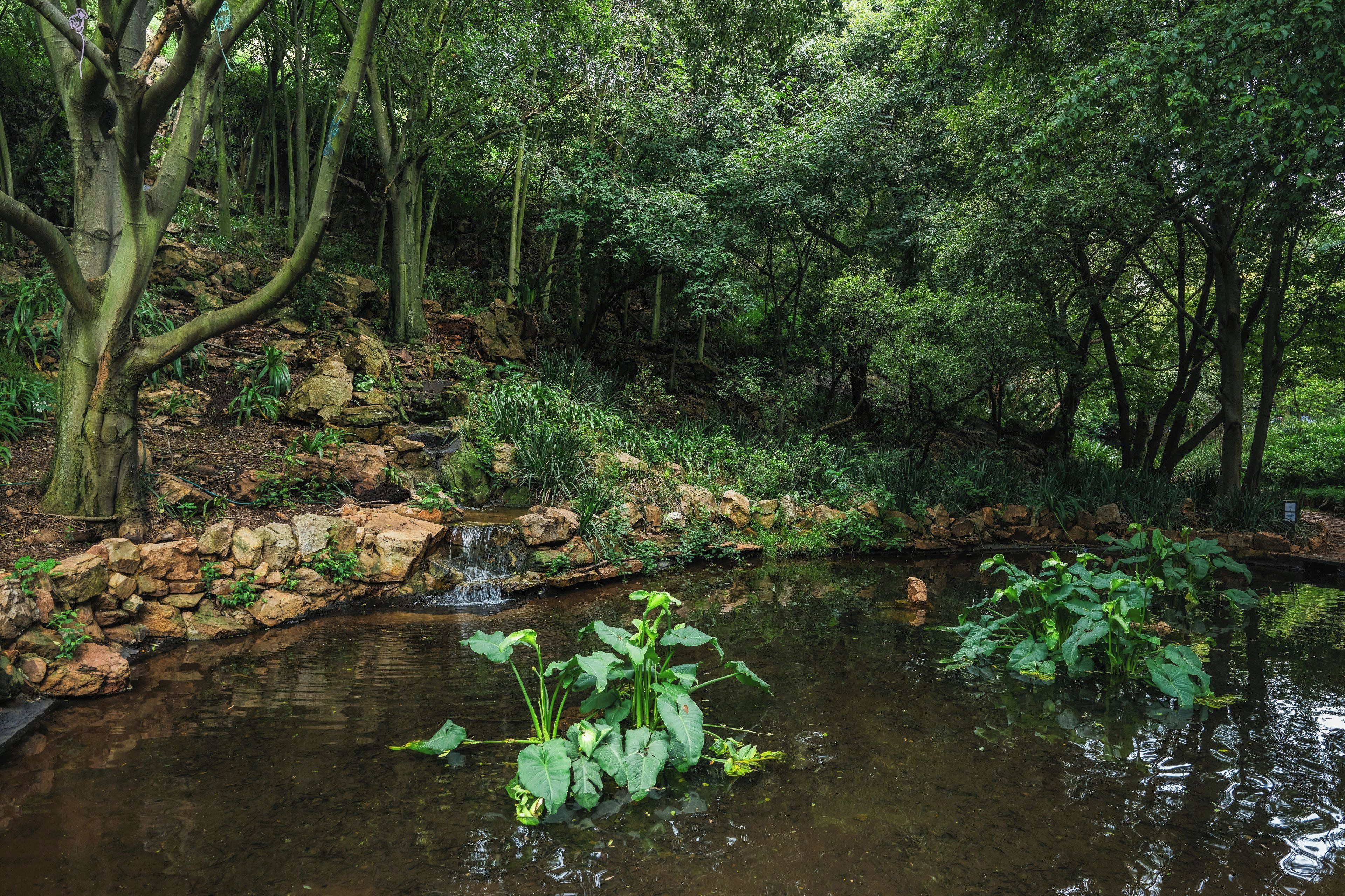 Un estanque natural rodeado de bosque denso, con una pequeña cascada y rocas.