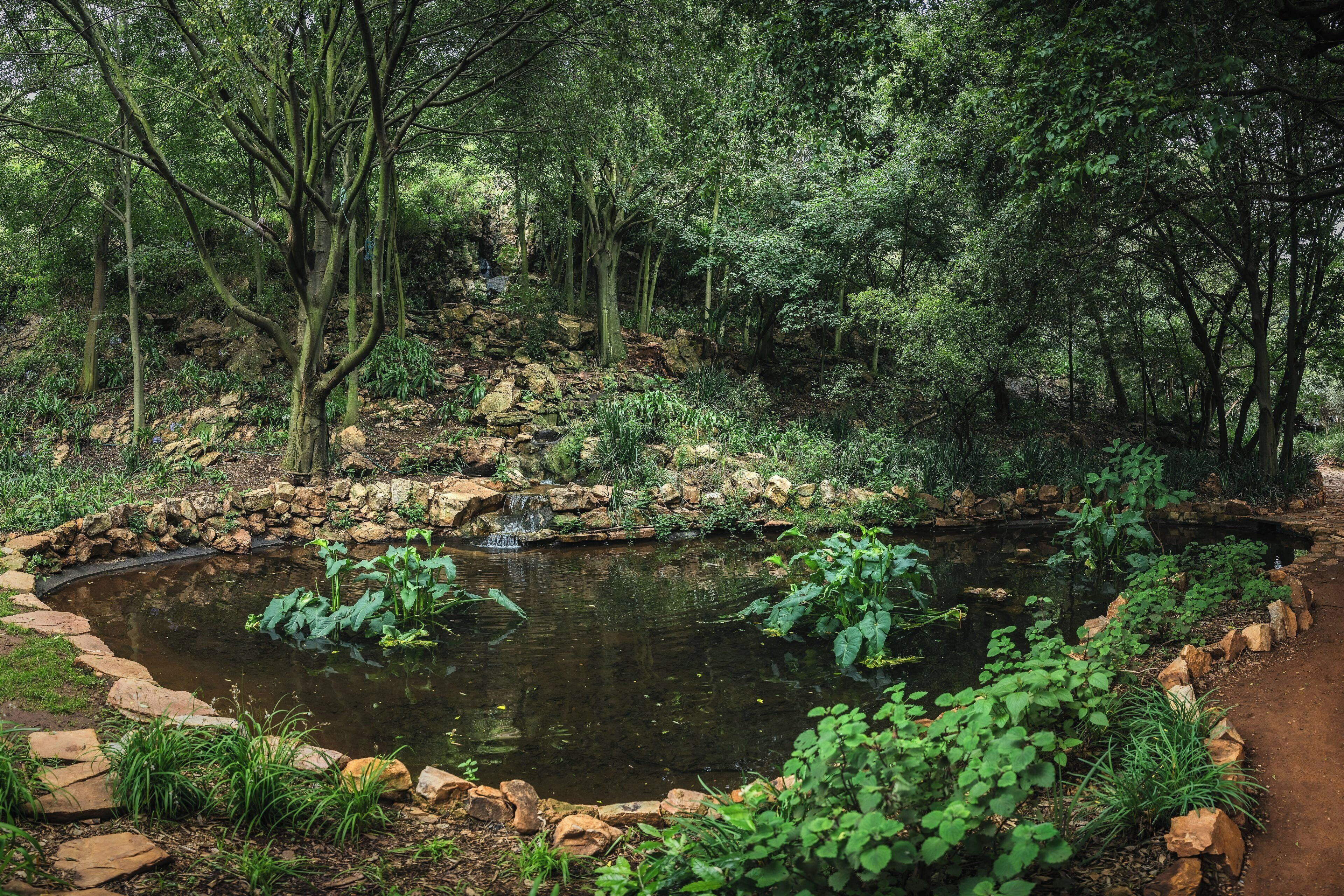 A natural pond surrounded by rocks and vegetation, with trees in the background.