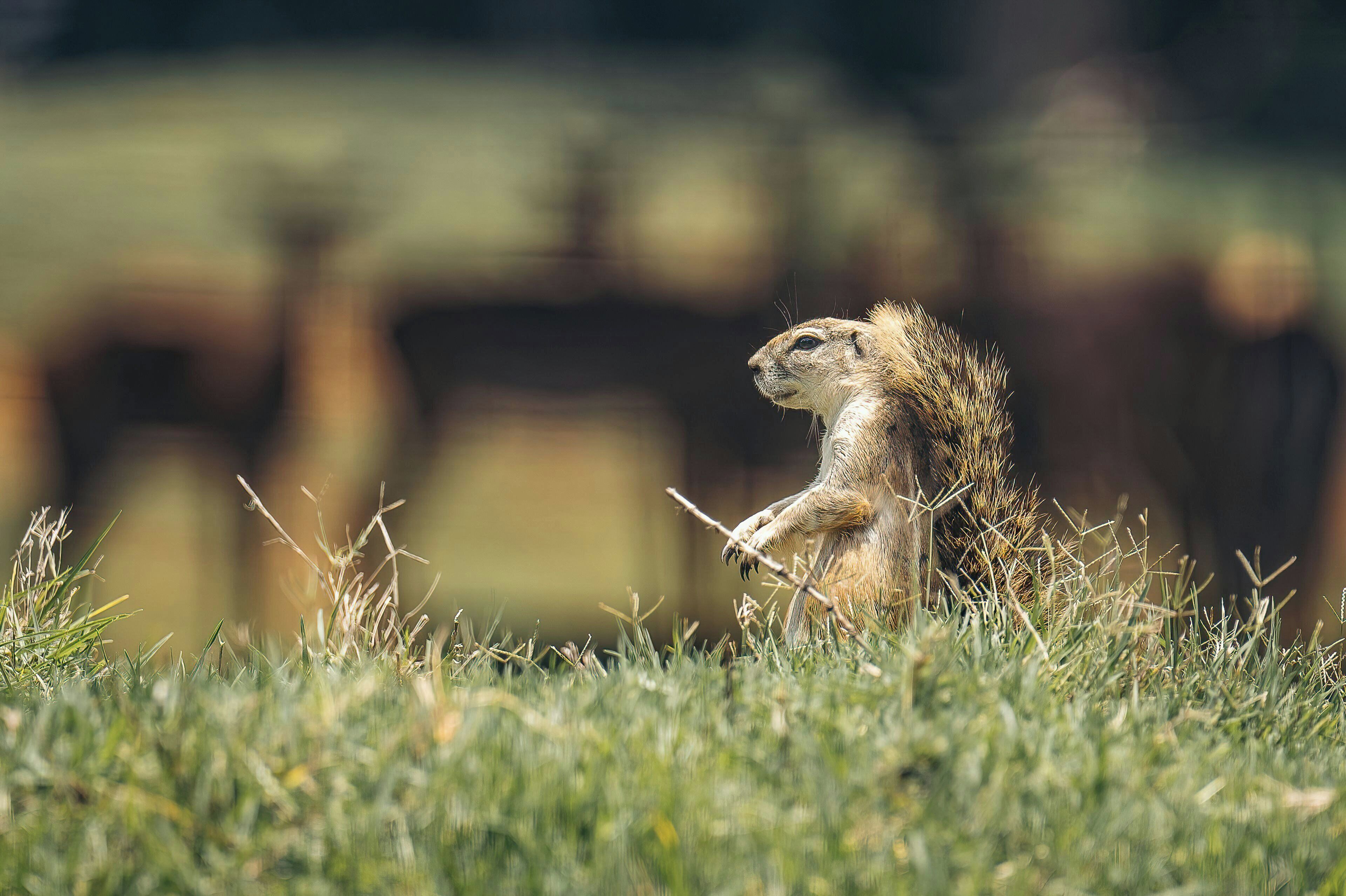 A groundhog in a grassy field with a blurred background.