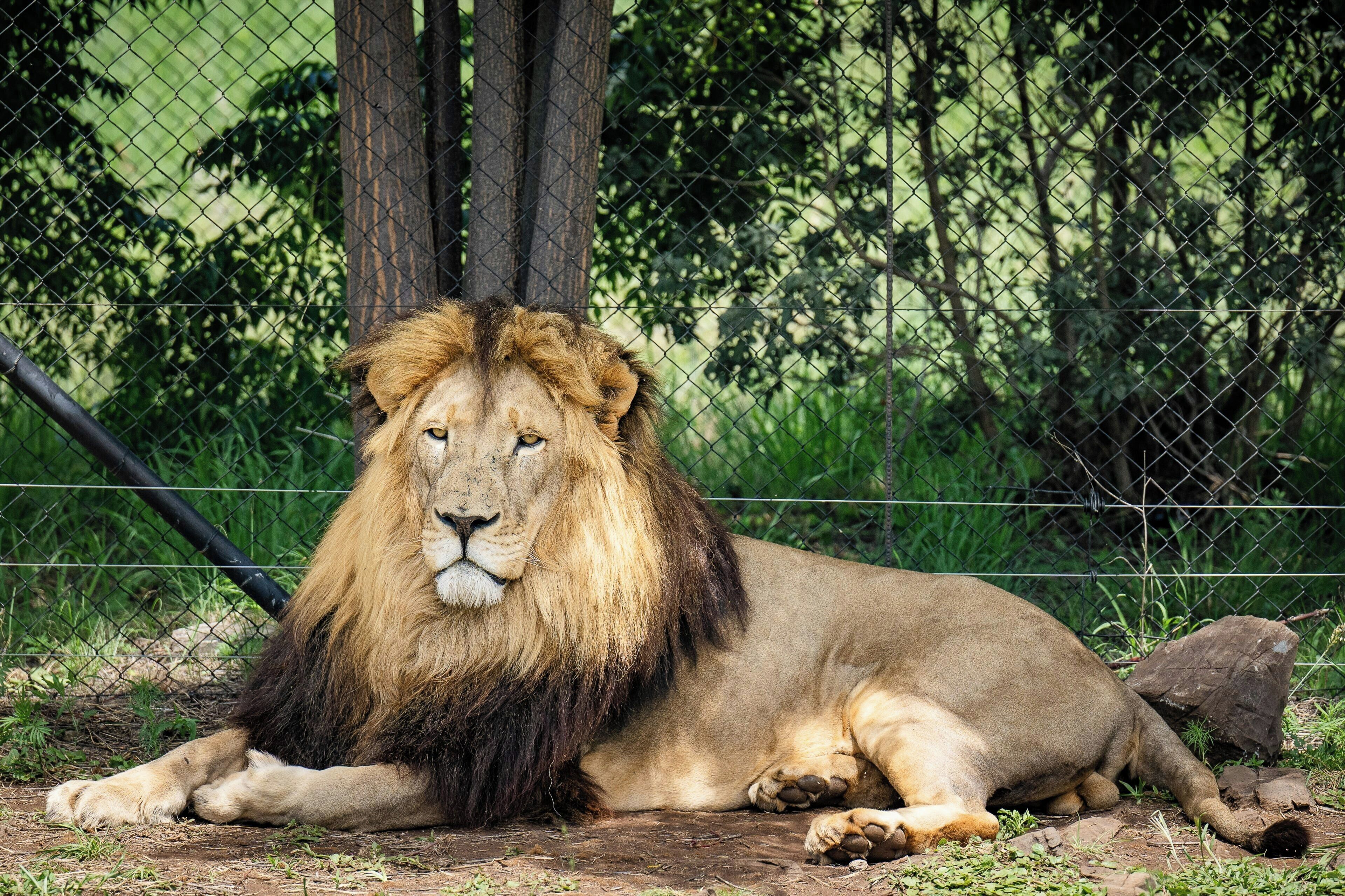 Un lion est allongé, et on aperçoit une clôture en treillis métallique en arrière-plan.