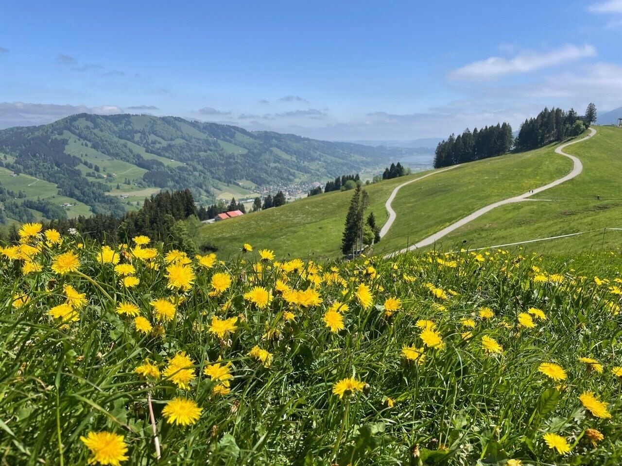 A field of yellow flowers with a winding path and a view of green hills in the background.