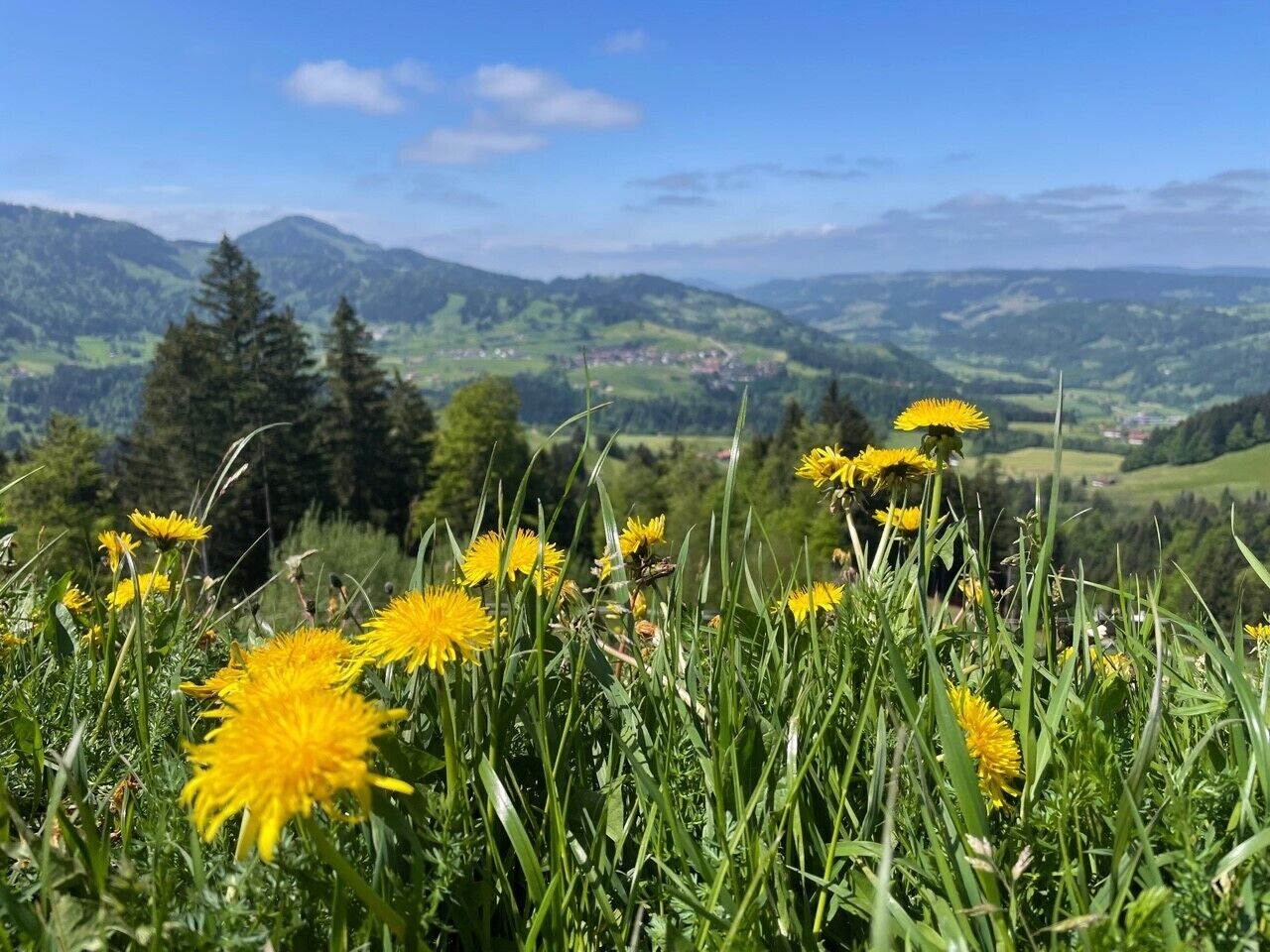 Un campo de flores amarillas con un paisaje montañoso al fondo.