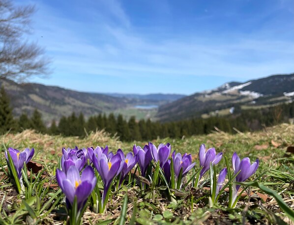 A field of purple crocuses with a mountainous landscape in the background.