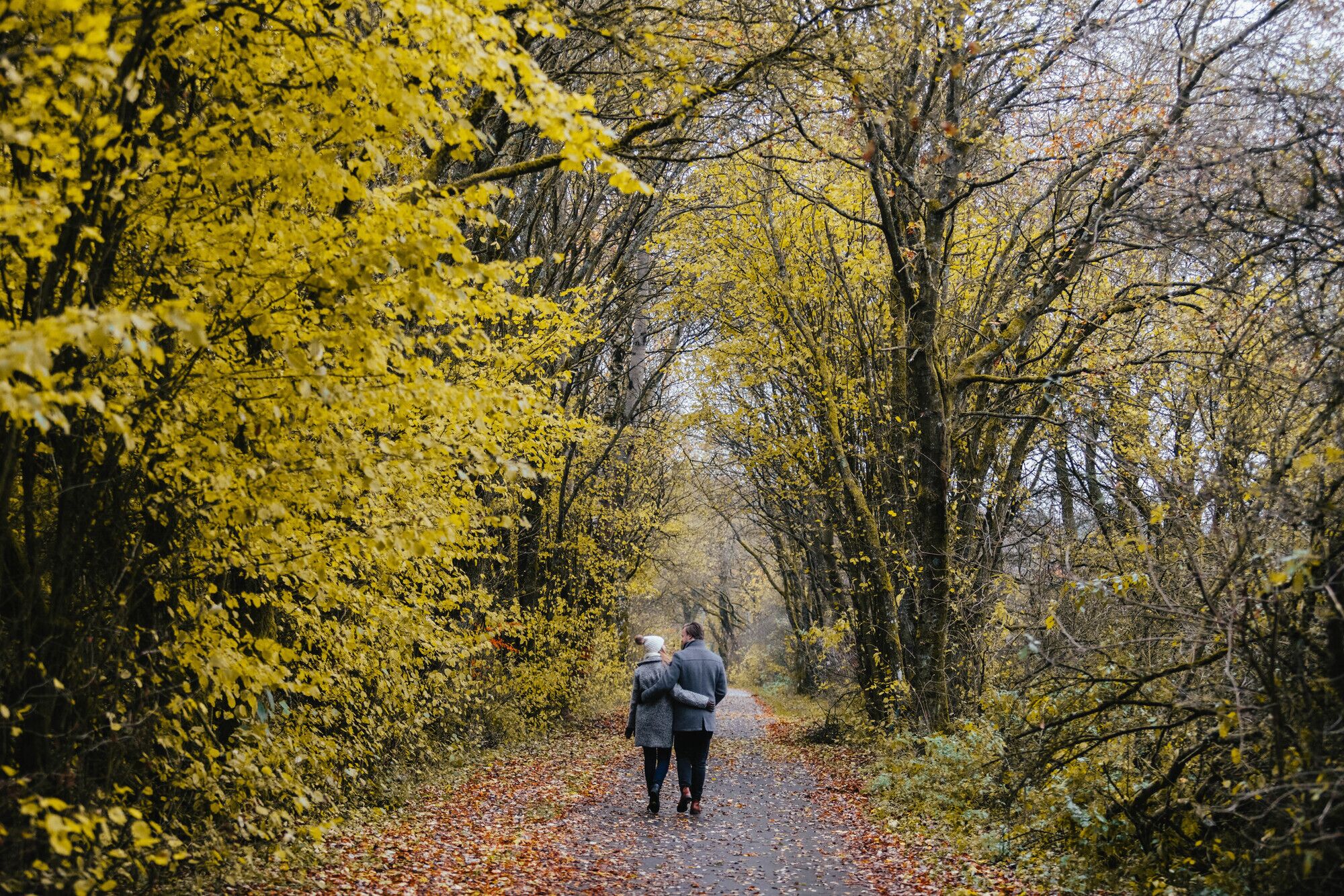 A pathway through a forest with yellow foliage.