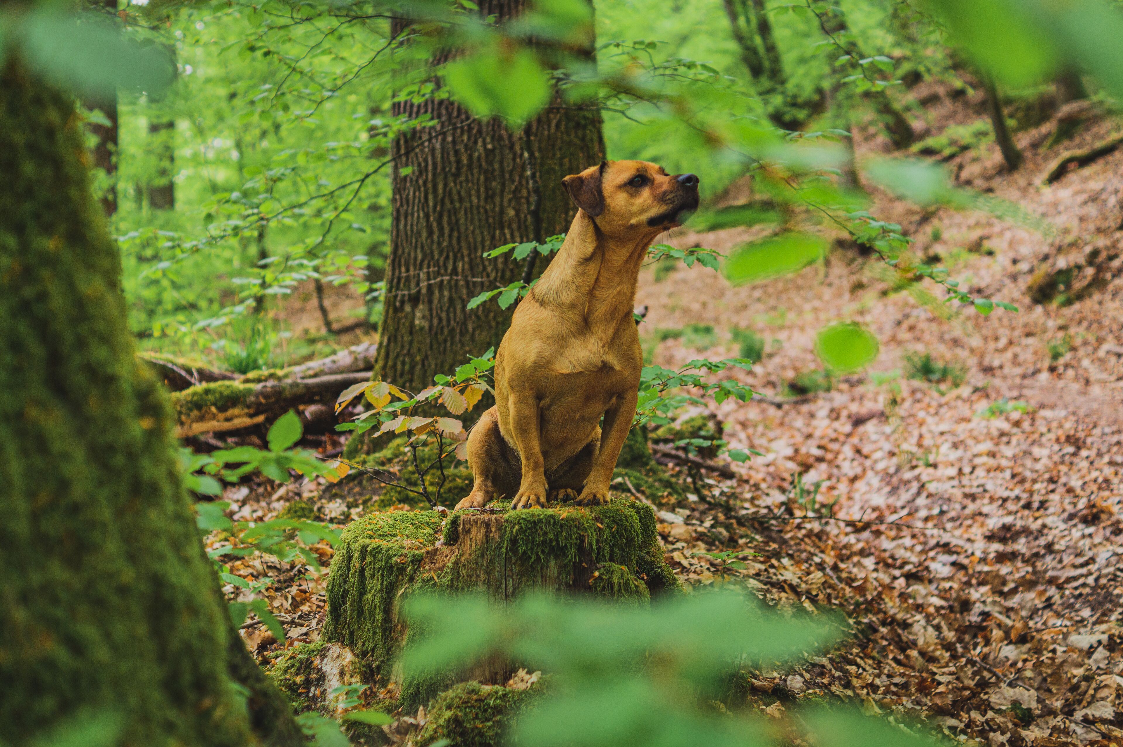 superior double room (dogfriendly) | 1 bedroom, premium bedding, minibar, in-room safe