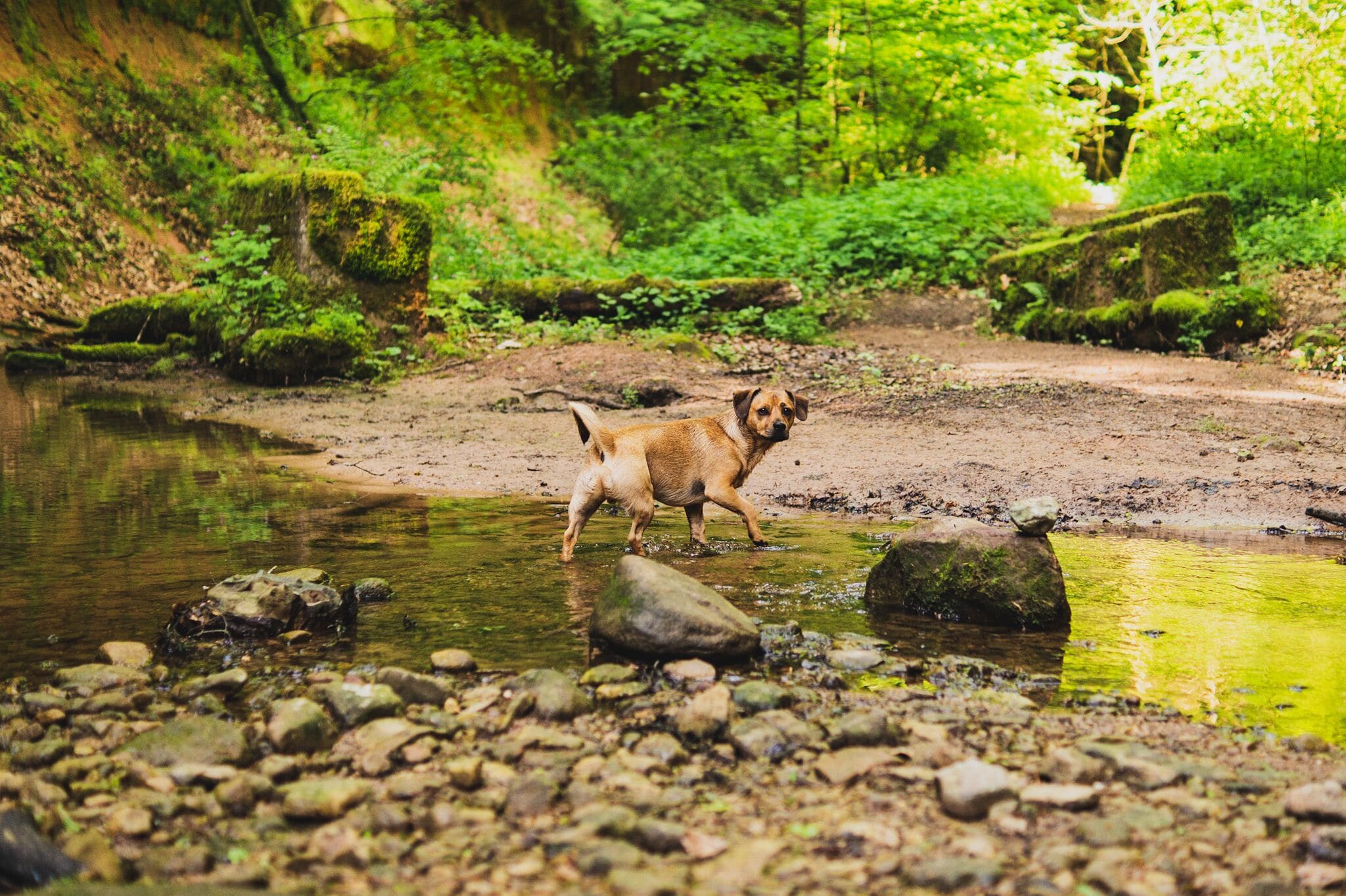 classic double room dogfriendly | 1 bedroom, premium bedding, minibar, in-room safe