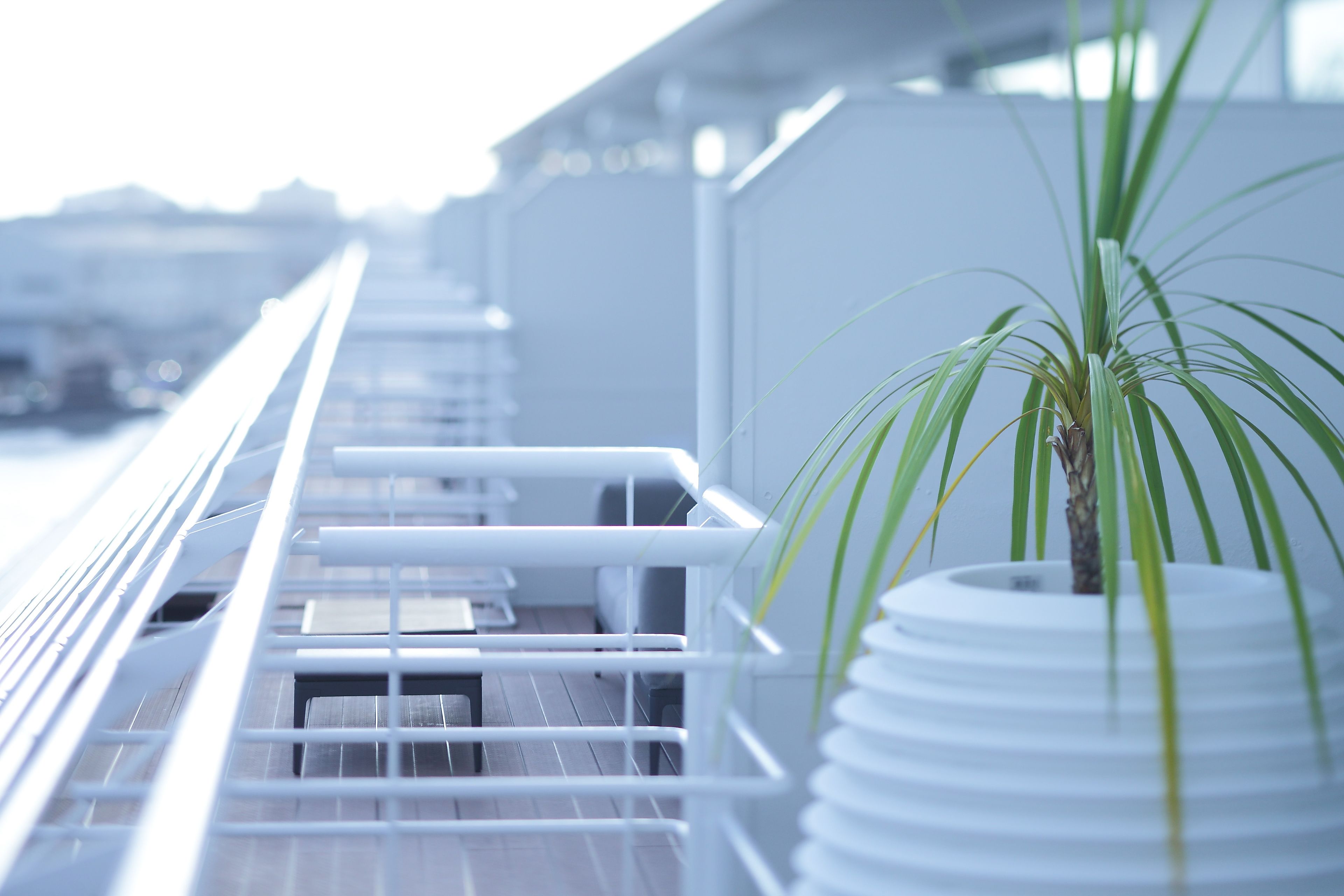 A balcony with white railings and a potted plant.