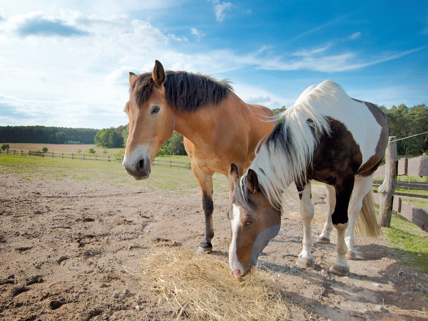 Dos caballos pastando en un campo abierto con una valla al fondo.