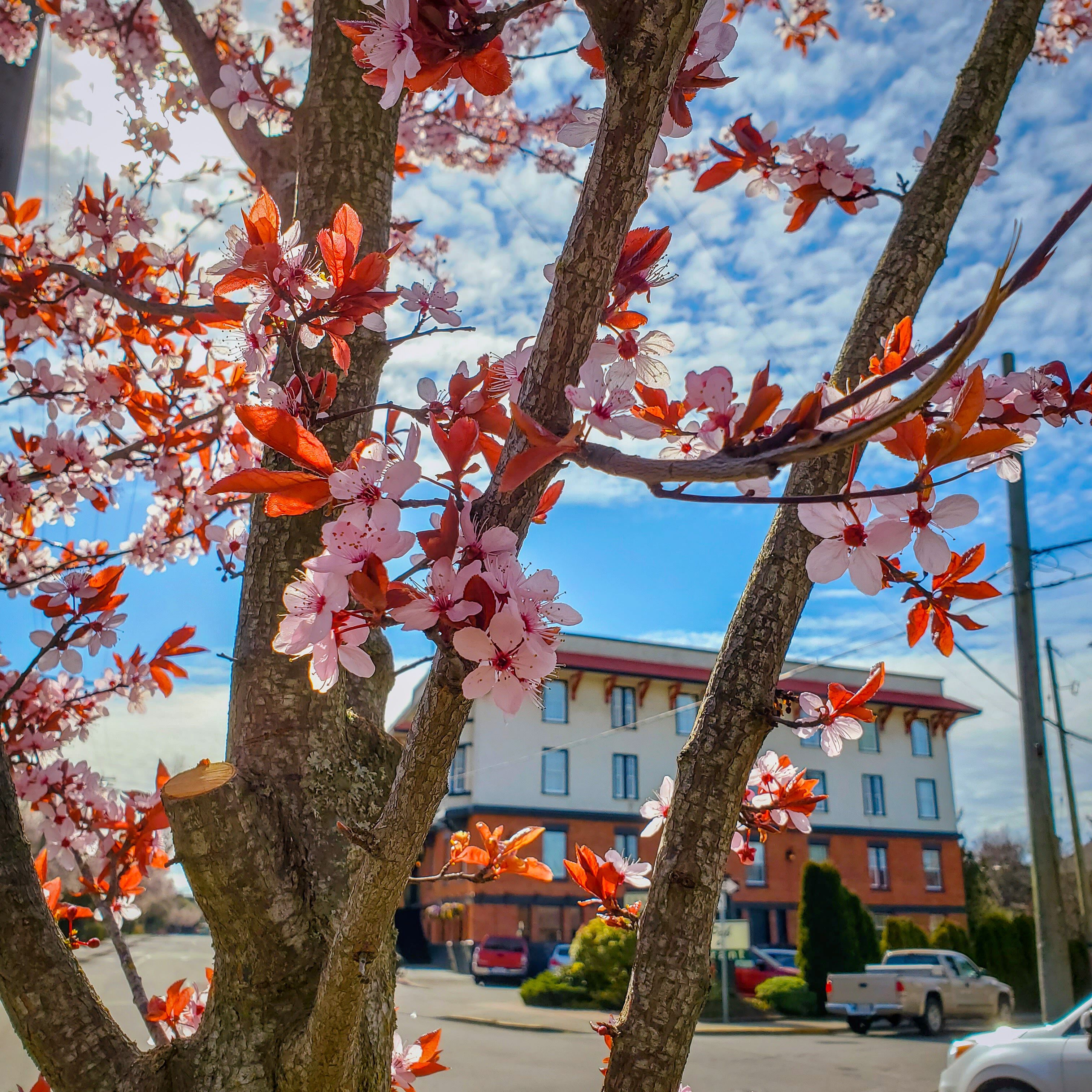 Un albero con fiori rosa davanti a un edificio.