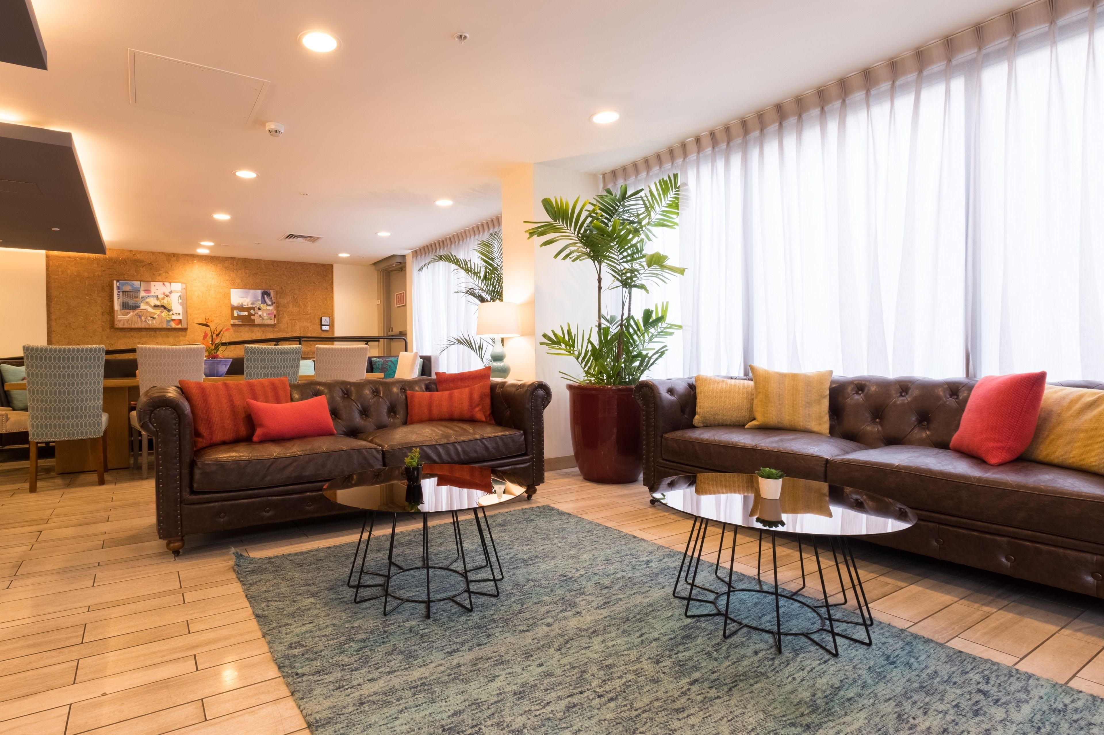 A modern living room with two leather sofas, a coffee table, and a large potted plant.