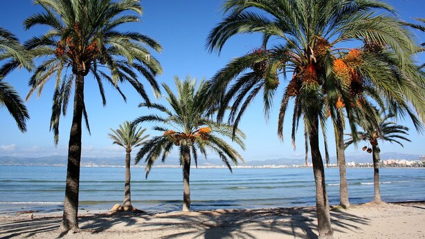 A beach with palm trees and a clear view of the sea. - Planet Hotels One Adults Only +16 (Palma de Mallorca)
