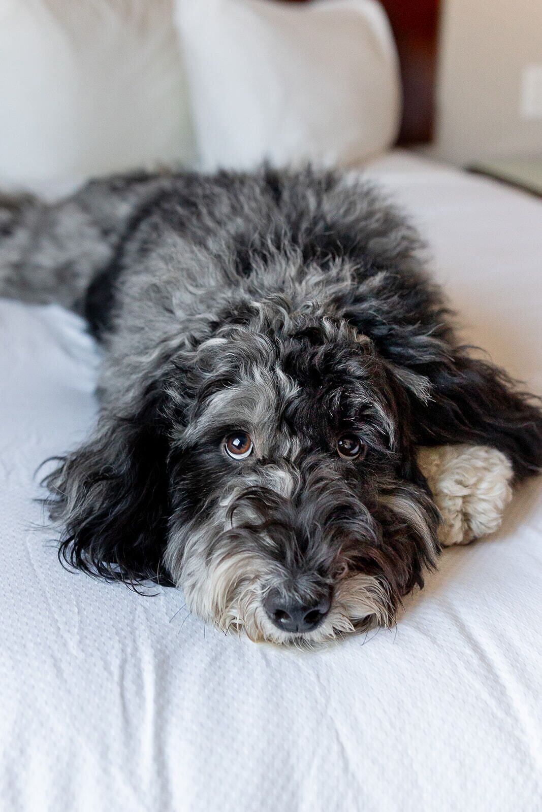En hund ligger på en hvid, struktureret overflade, muligvis en seng eller sofa.