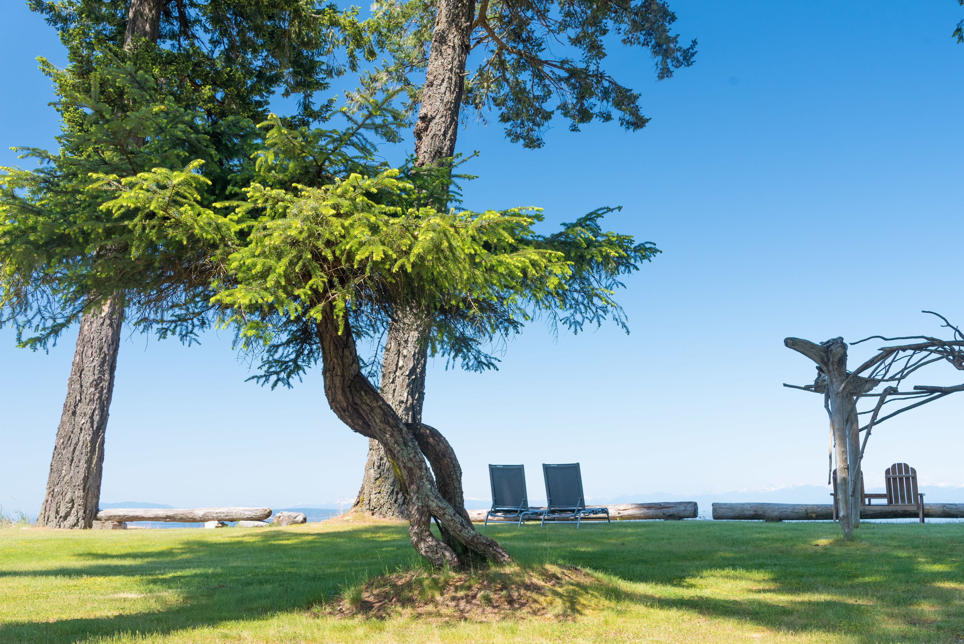 A serene outdoor setting with a large tree, two chairs, and a wooden structure.