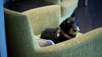 Un chien assis sur un fauteuil recouvert d’un tissu vert.