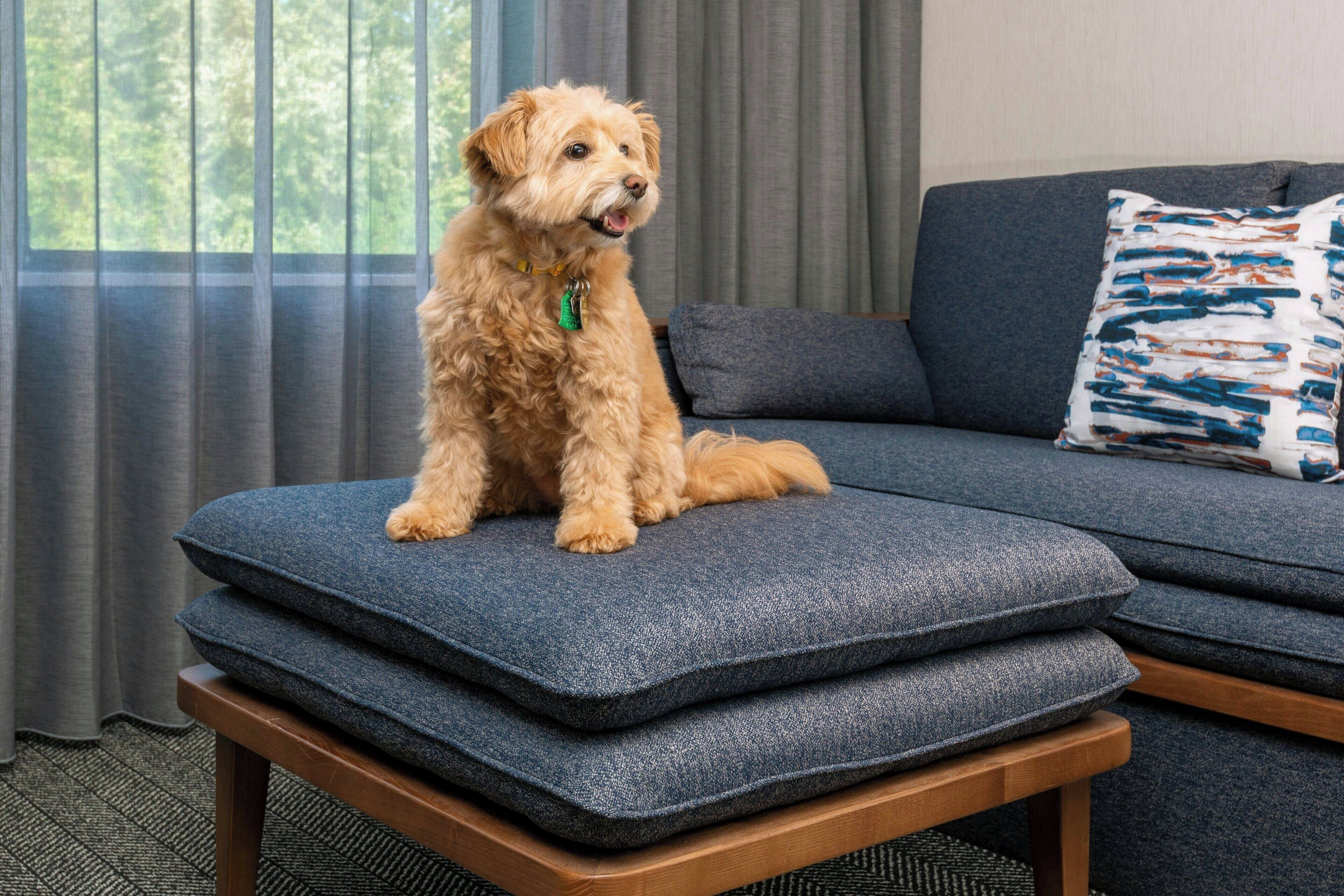 En hund sidder på en blå pude i en stue med en grå sofa og en pudde med mønster.
