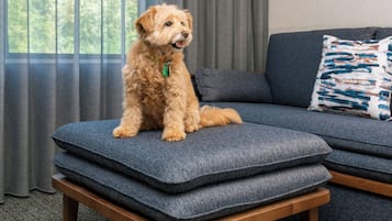 En hund sidder på en blå pude i en stue med en grå sofa og en pudde med mønster.