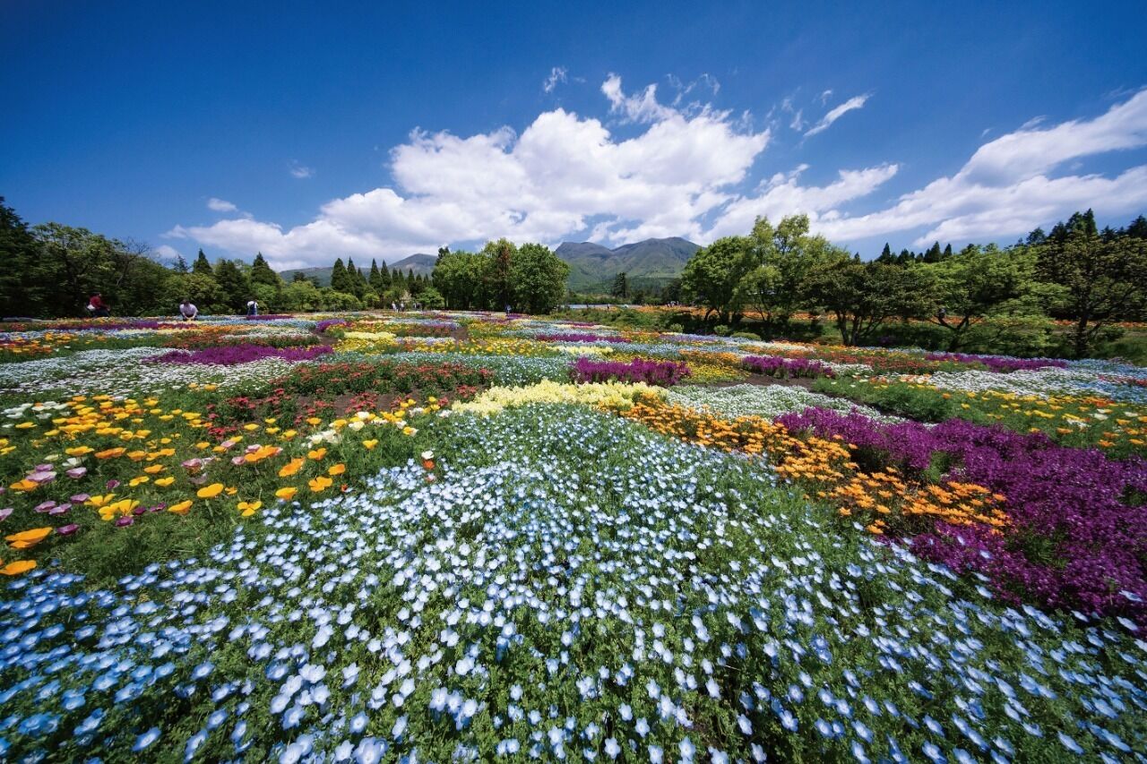 A field of flowers with a mountain range in the background.