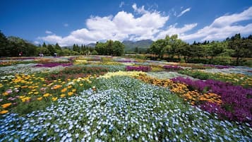 Un campo de flores con una cadena montañosa al fondo.