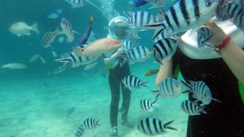 An underwater scene with various fish species, including striped and spotted ones, and a diver in scuba gear.