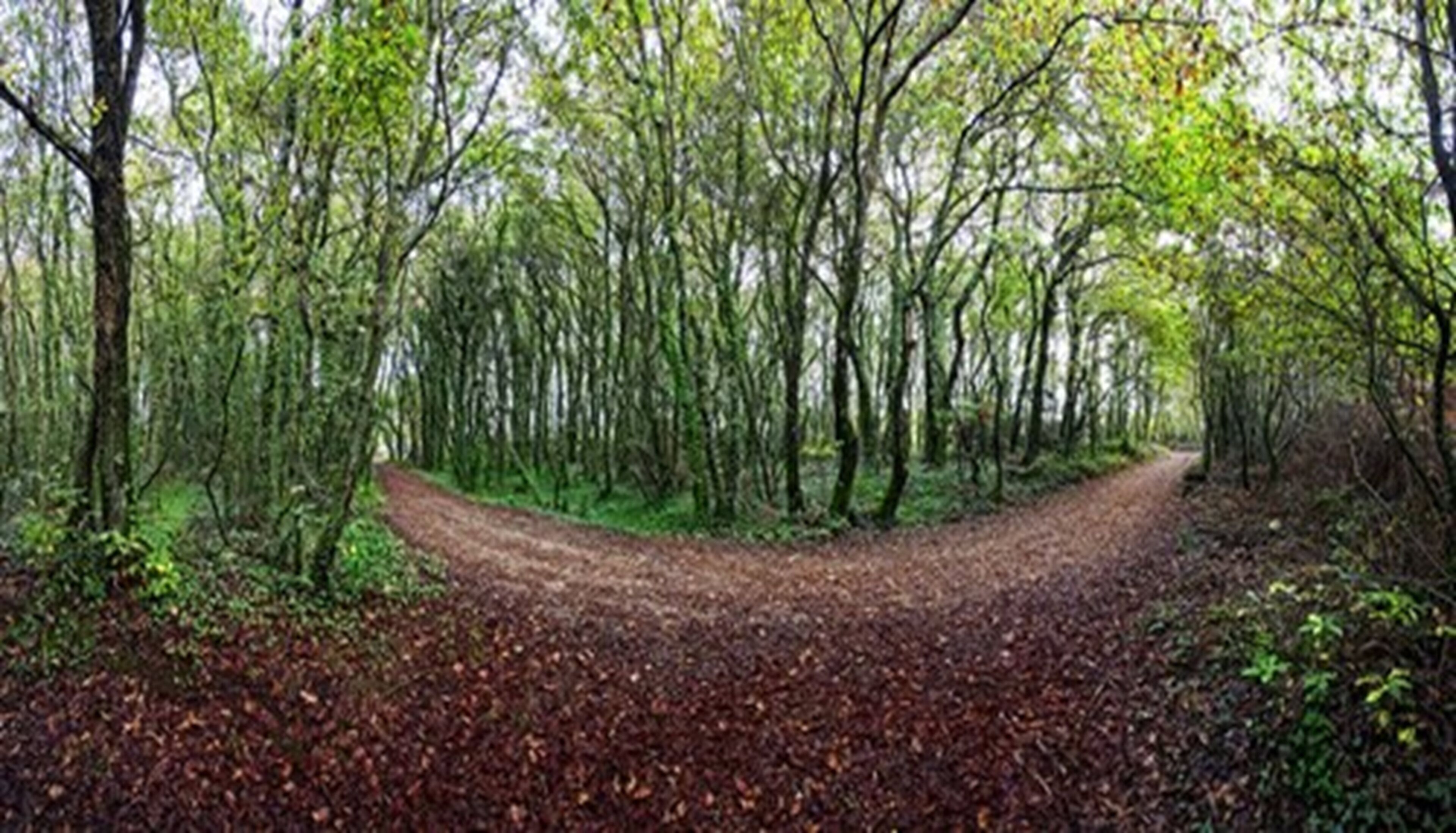A forest path with trees on both sides.