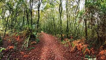 A forest path with dense trees and a dirt trail.