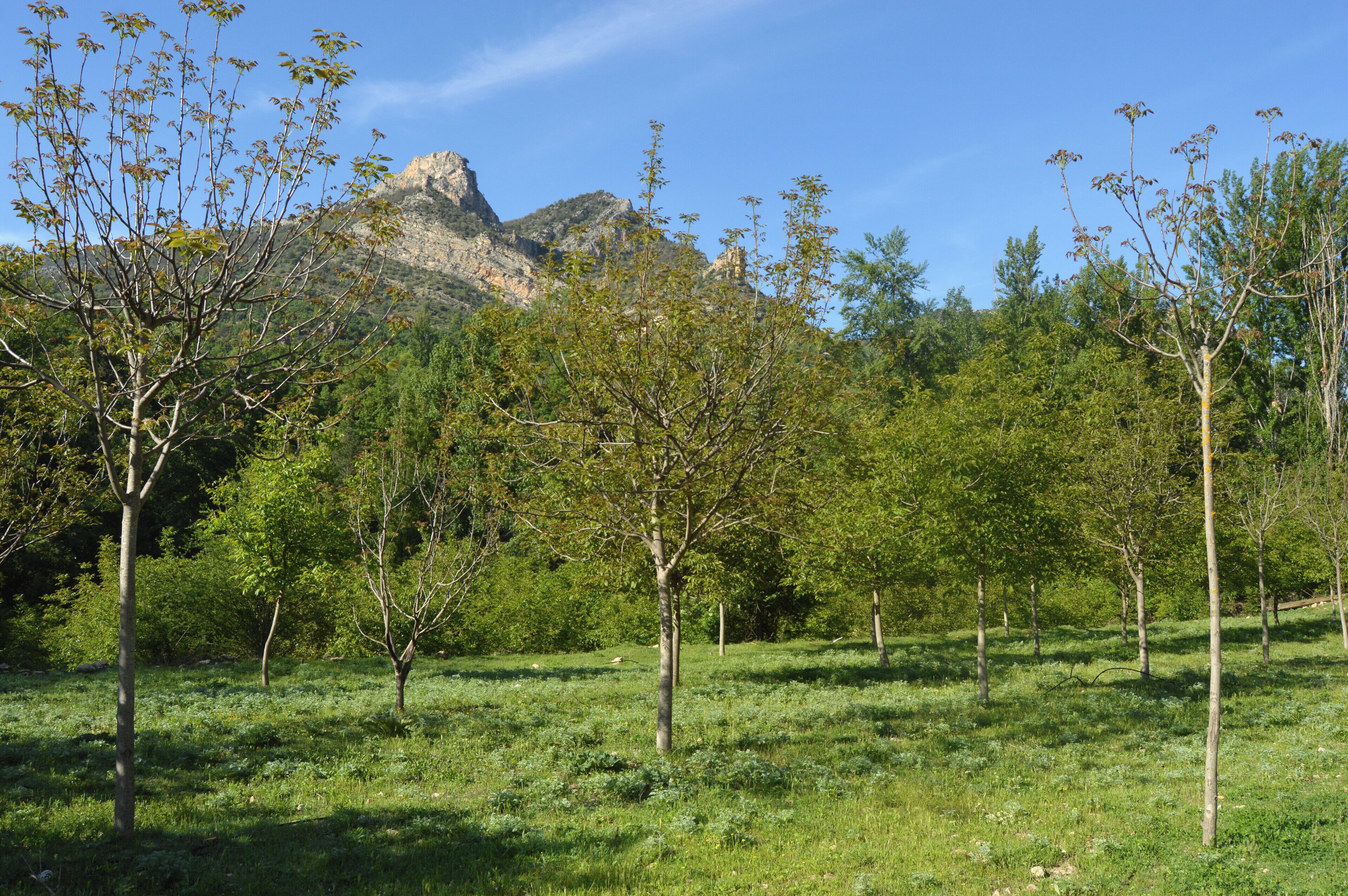 A grassy field with trees and a mountain in the background.