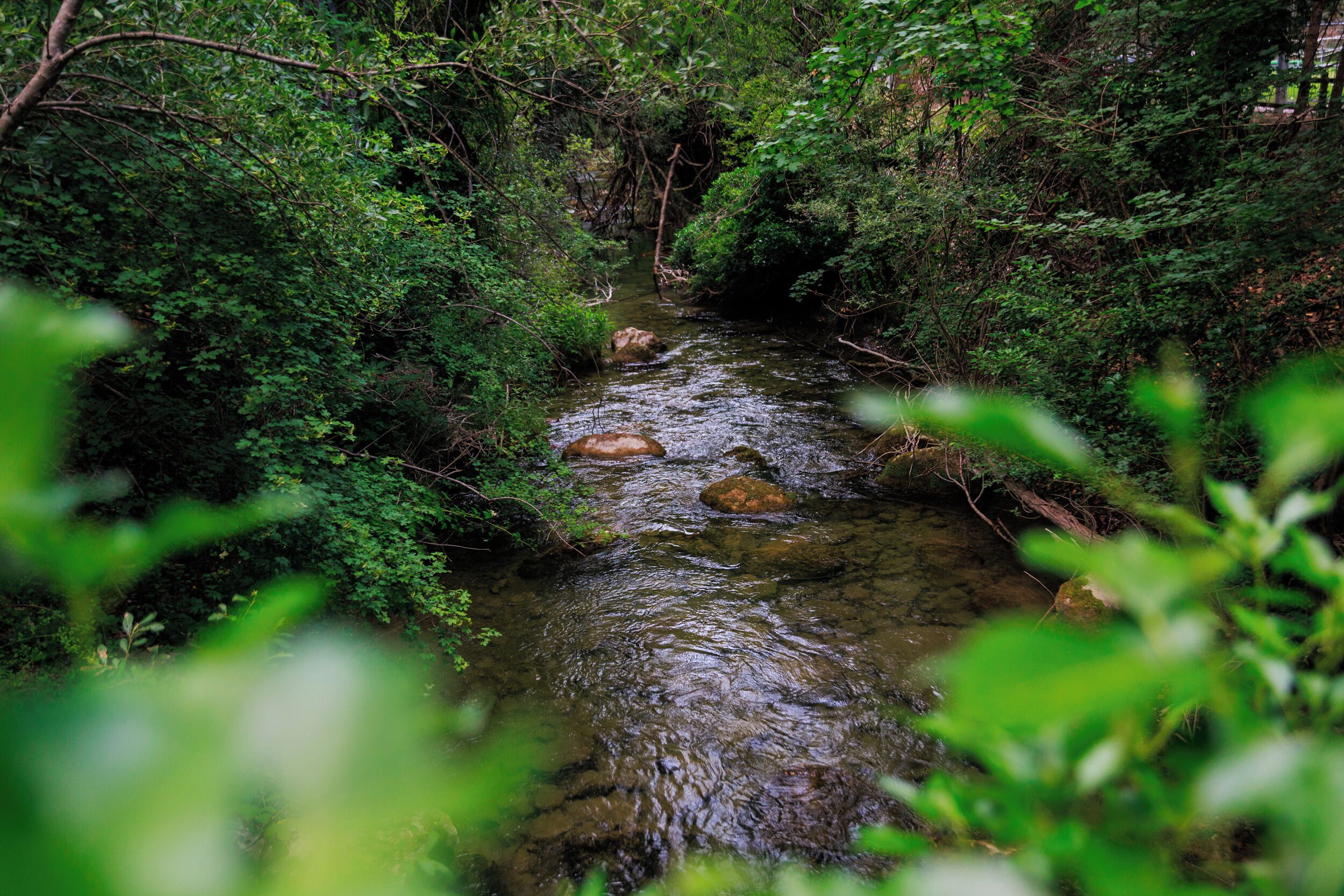 Un arroyo natural rodeado de frondosa vegetación verde.